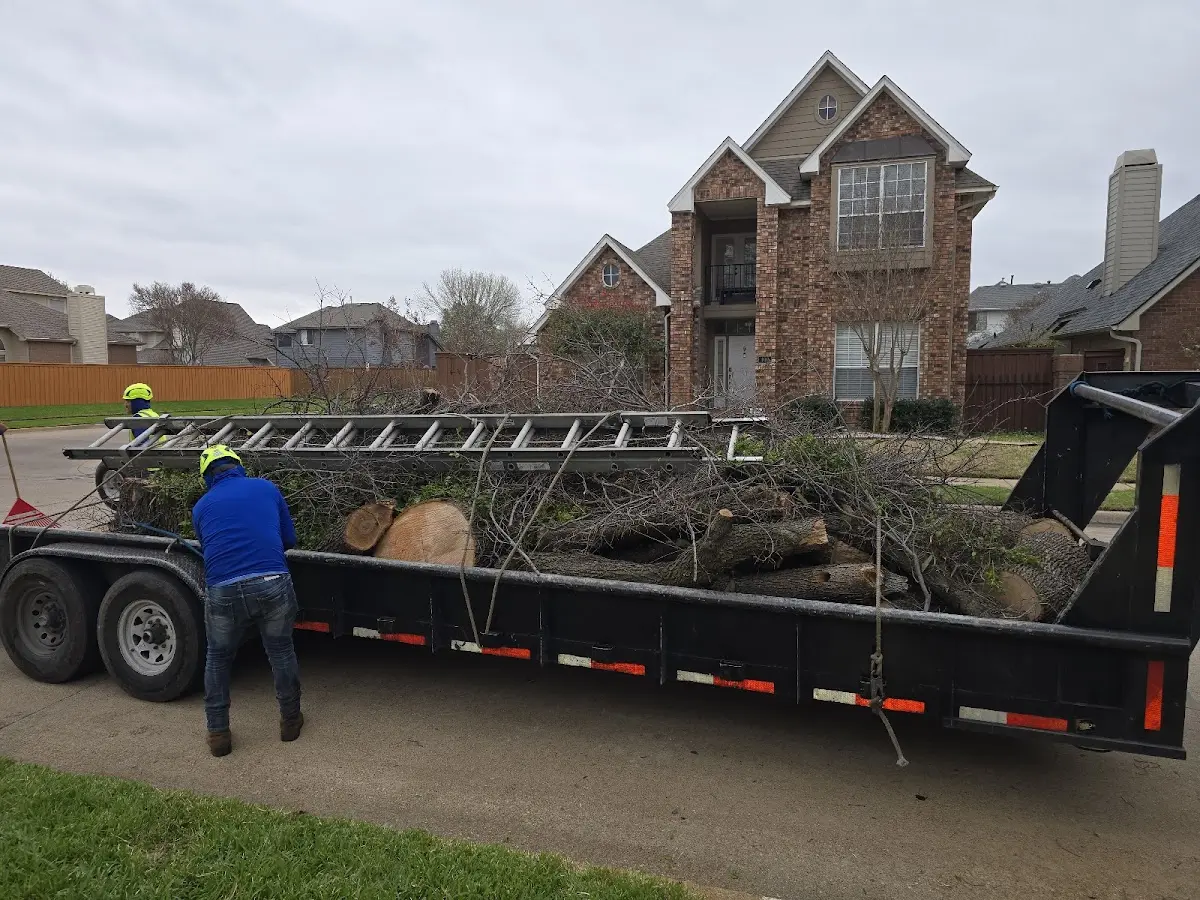 Expert Tree Removal with proper safety equipment in Trilby